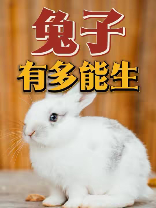 兔子那么可爱，为什么很少人把它当宠物养？
