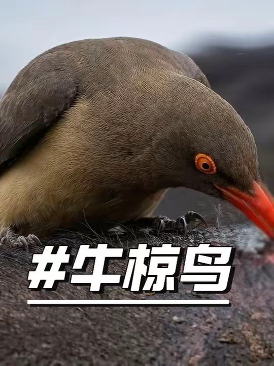 牛椋鸟共生真象
