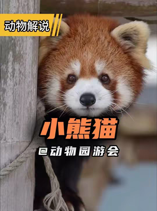 小熊猫 妥妥的一个小吃货！