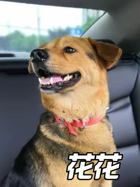 他是现实版忠犬八公的写照，主人离开后，一直守护在这座破旧老屋