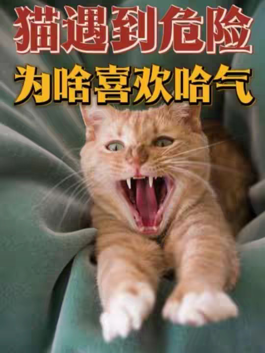为什么猫咪遇到危险不逃跑，反而喜欢哈气？