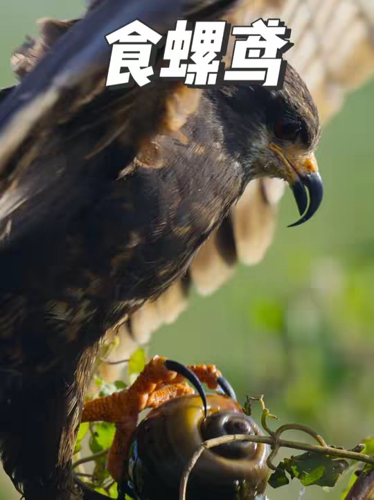 要引进多少食螺鸢才能彻底消灭福寿螺呢？