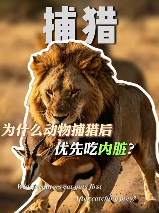 为什么动物捕猎后优先吃内脏？