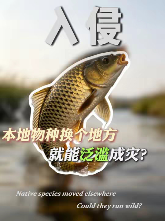 为什么本地物种换个地方就能泛滥成灾？
