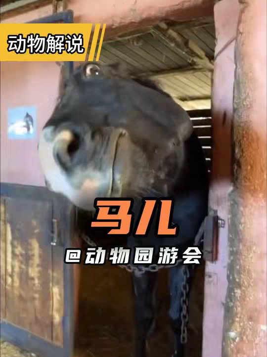马儿 它们是一种非常聪明的动物!