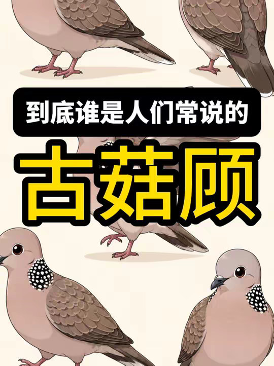 人们常说的傻咕咕到底是什么鸟