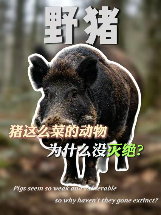猪这么菜的动物，为什么没在进化中灭绝？