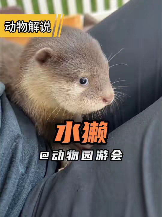 水獭 自带一脸萌样的动物！