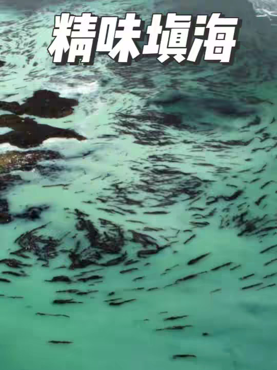 数千万条鲱鱼集体释放遗传密码的场面有多震撼
