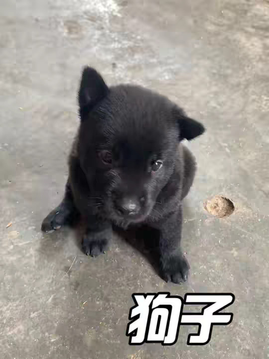 早餐店老板包包子的时候，竟然意外捡到一只流浪狗