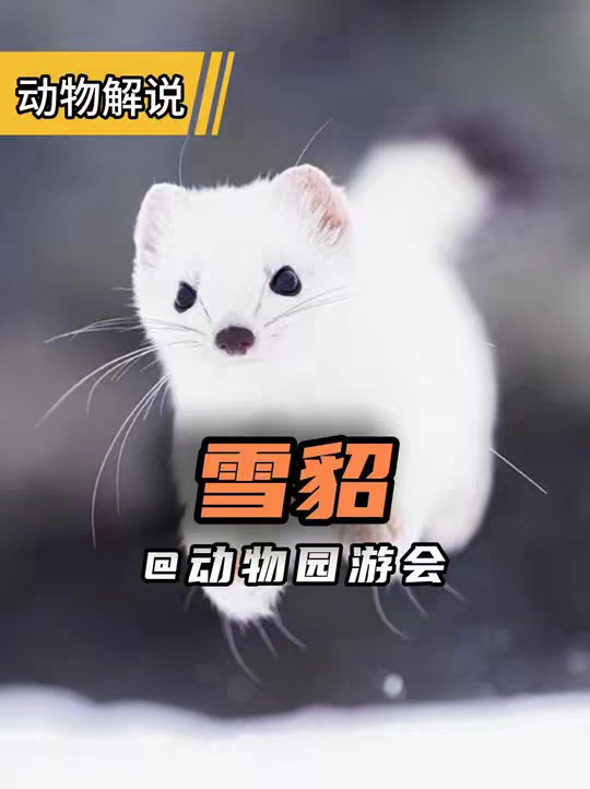 雪貂 一个会认主的动物!