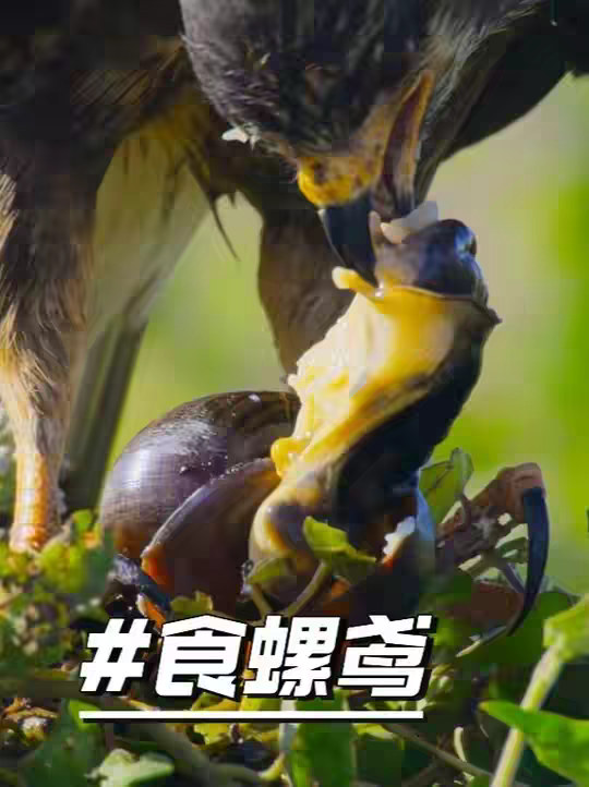 食螺鸢与福寿螺