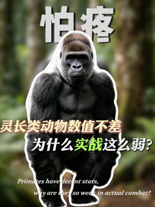 灵长类动物的数值不差，为什么实战这么弱？