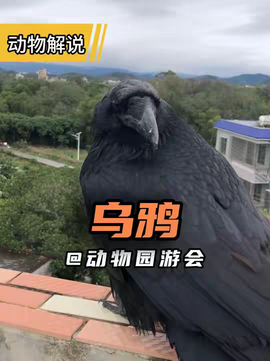 乌鸦 他们不但聪明还是农林益鸟.