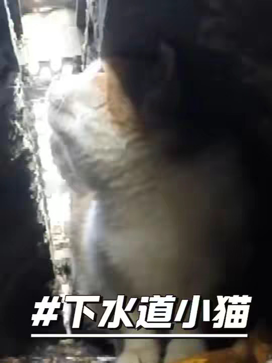 被困下水道的小猫，暖心救援