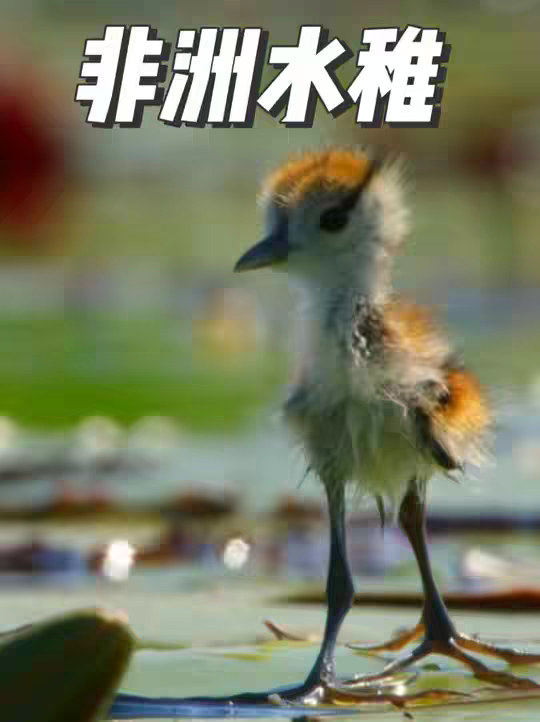 同时拥有七名丈夫的雌性非洲水稚竟然不用带娃