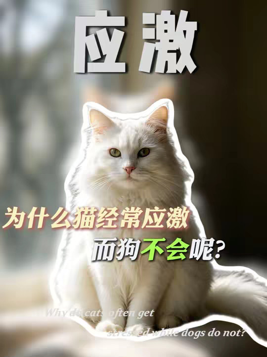 为什么猫经常应激 而狗却很少呢？