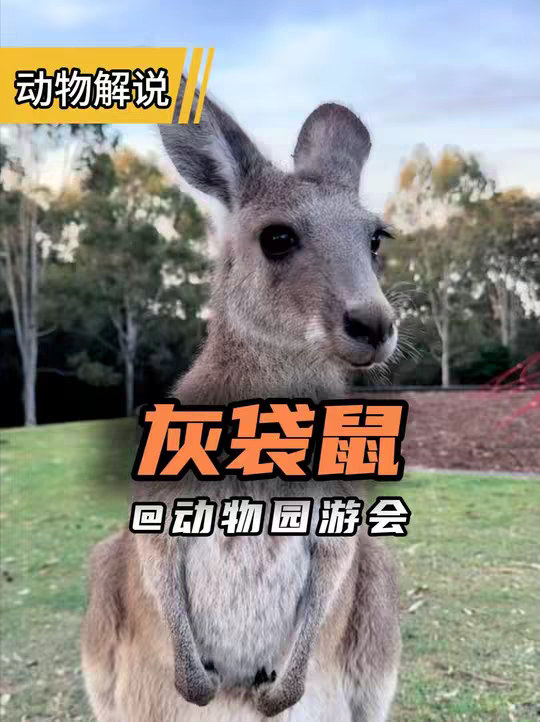 灰袋鼠 长相可爱的大家伙！