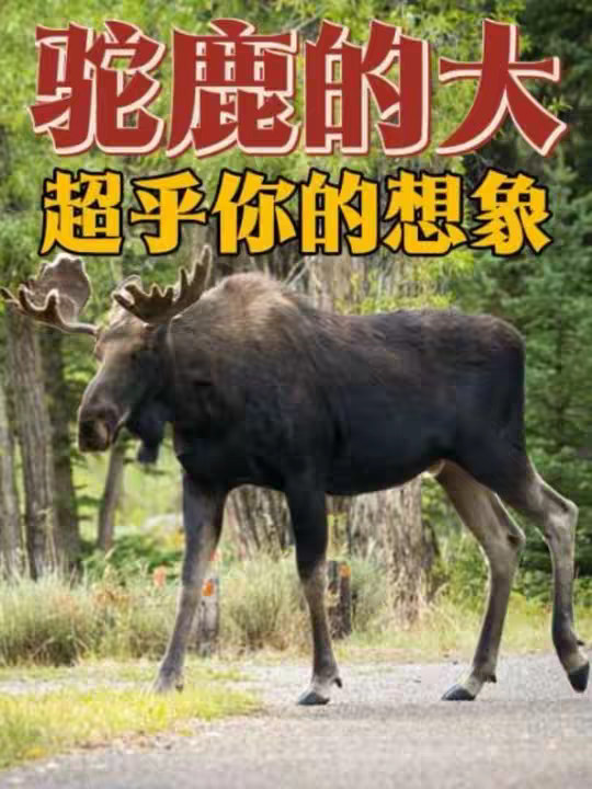 驼鹿有多厉害，直接把棕熊追成仓鼠