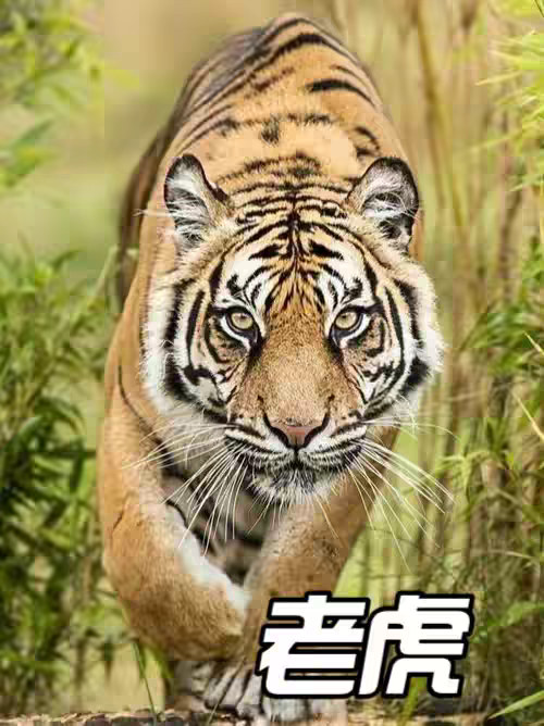 完达山一号，四百多斤的胖宝宝，现在已经超过六百斤