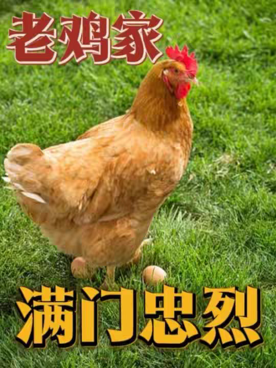 为什么说老鸡家是“满门忠烈”