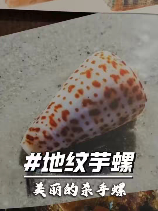 地纹芋螺：美丽的杀手螺