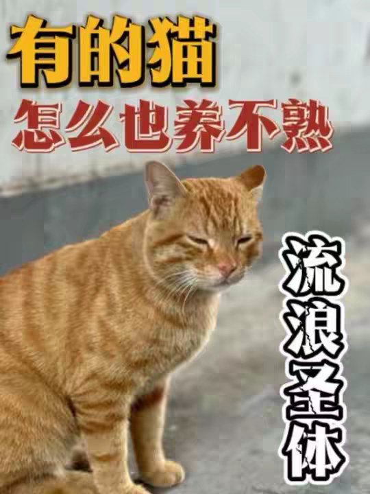 为什么有些猫总是养不熟，尤其是流浪猫？