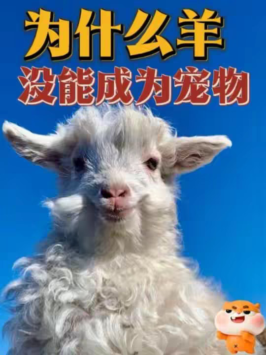 为什么羊没能成为人类的宠物呢？
