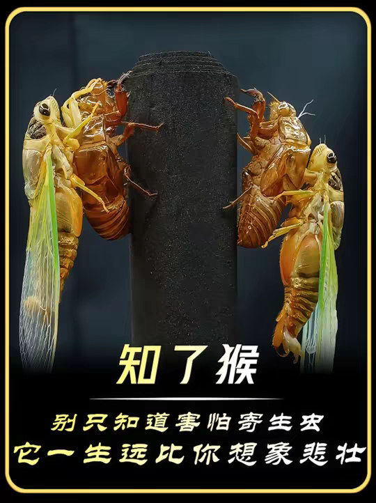 一只小小的知了猴凭什么卖到上千一斤