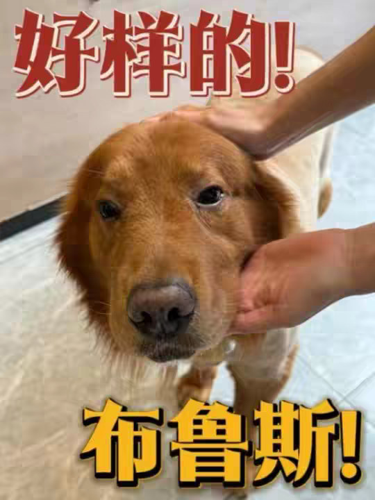 好样的，布鲁斯！