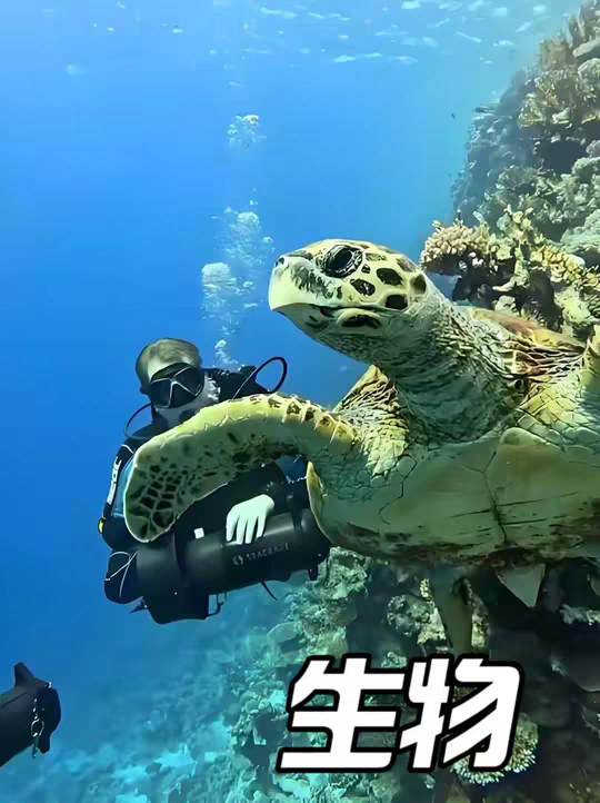 万万没想到，原来有些动物长的就跟P出来的一样，离谱程度根本不像地球上的产物