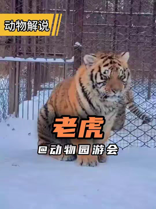 老虎 从萌兽到猛兽！