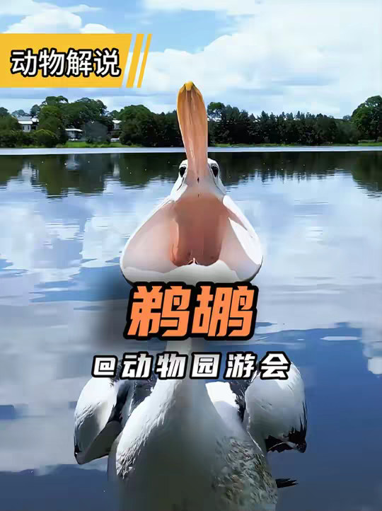 鹈鹕 上班本来就烦，吃个同事解馋！