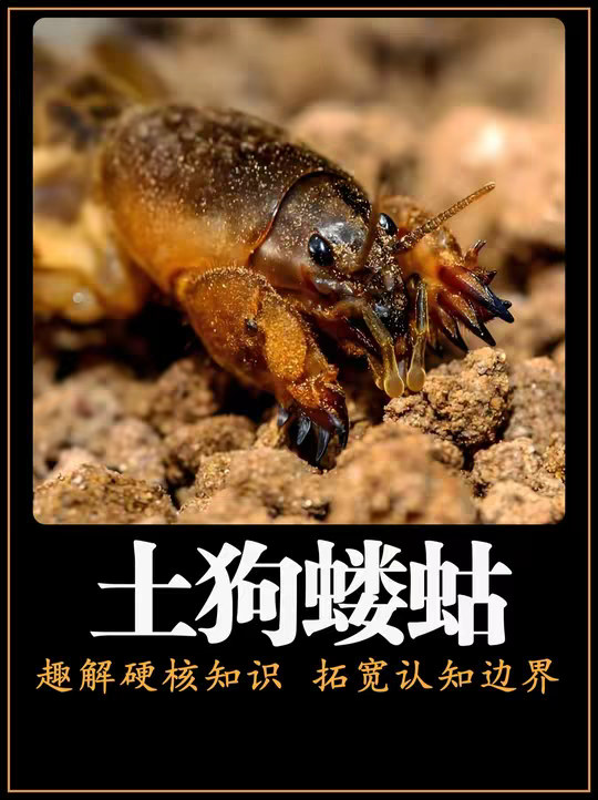 这种昆虫在地球上活了两亿年，有的地方叫它拉拉蛄、地喇叭，土狗仔，吴语地区叫油葫芦，而山东人更狠，直接给它起外号 —— 海陆空。你别瞧它个头不大，也就一两克重，真把它放大十万倍，地球上没一个能打的。它有熊一样的利爪，能挖穿水泥；背上还有翅膀能飞；掉进水里也淹不死，还能游着逃生。全世界没有第二种昆虫，能同时把挖、飞、游三件事全玩明白。