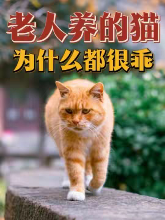 为什么很多老人养的猫都很乖很听话？
